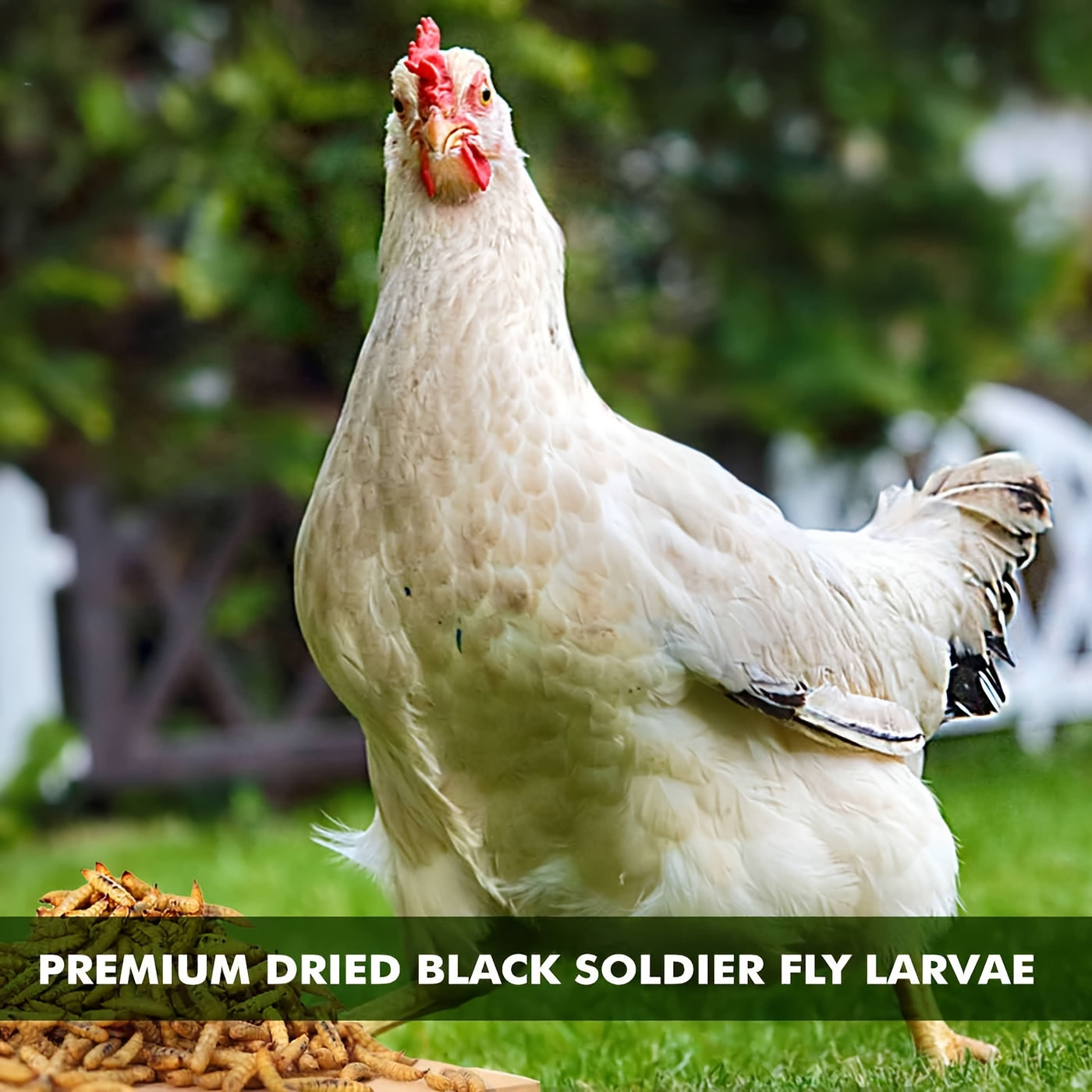 Dried Black Soldier Fly Larvae Chicken Treats – Non-GMO High Protein BSFL Grubs for Backyard Chickens, Stronger Egg Shells & Feather Growth, Layers Broilers Chicks, 5 / 10 / 20 / 30 / 33 lb