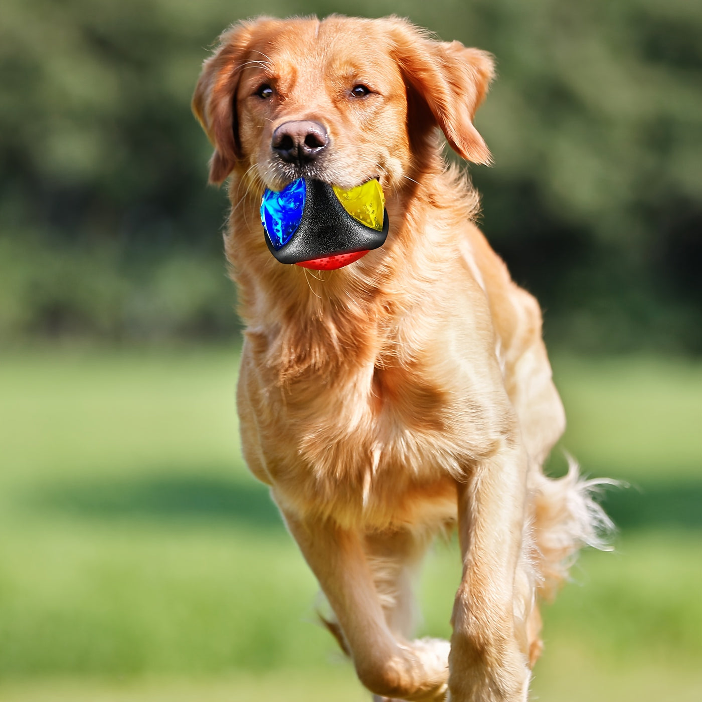 LED Light Up Dog Ball 4-Pack – Spiny Flashing Glow in the Dark Bounce-Activated Squeaky Toy Ball for Dogs and Puppies