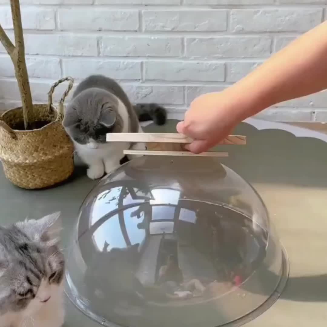 Space Capsule Cat Scratcher House 2-in-1 with Rail Ball Toy - Transparent Rotating Cat Play House Scratching Post Furniture Protector for Kittens & Cats, Interactive Cat Toy