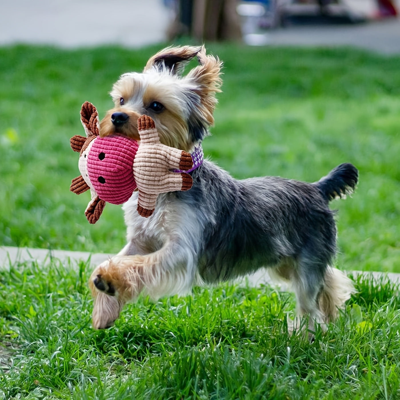 Puppy Chew Toy Set with Squeaky Balls Tug of War & Rope Toys - Teeth Cleaning Dog Toy Pack for Puppies & Small Dogs 6/12/19 Piece