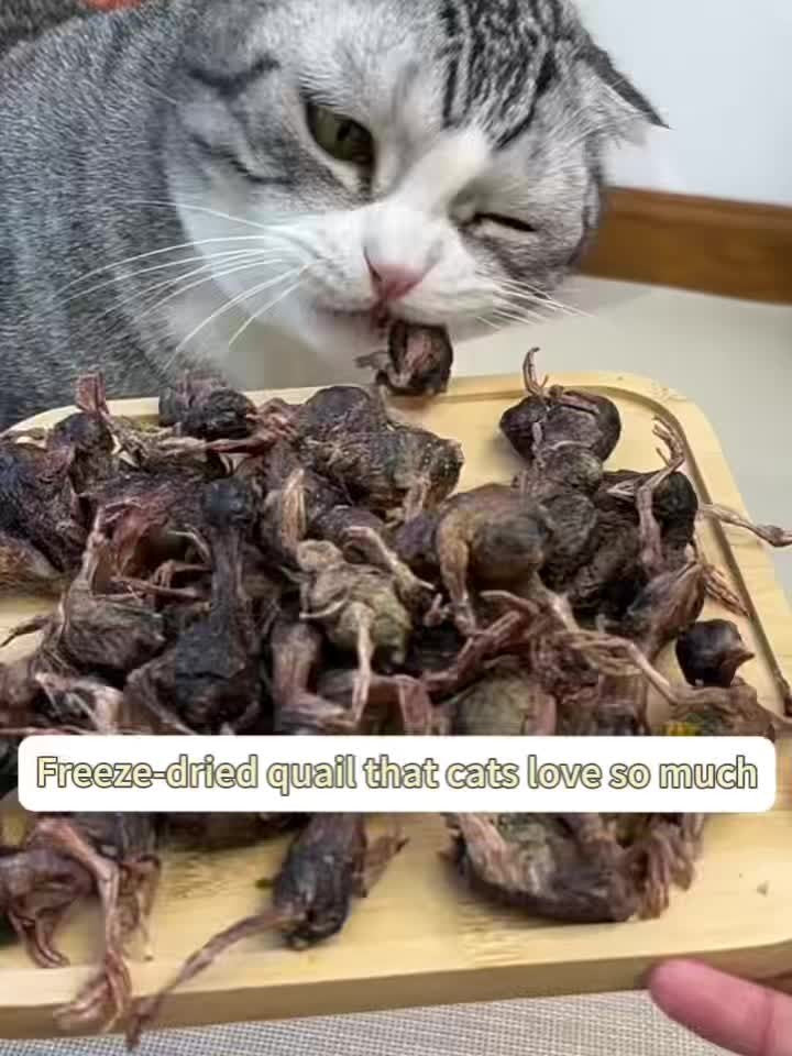 Freeze Dried Whole Quail Cat Treats Single Ingredient High-Protein Crunchy Raw Style Snack for Cats Dogs Kittens Training Reward Daily Feeding