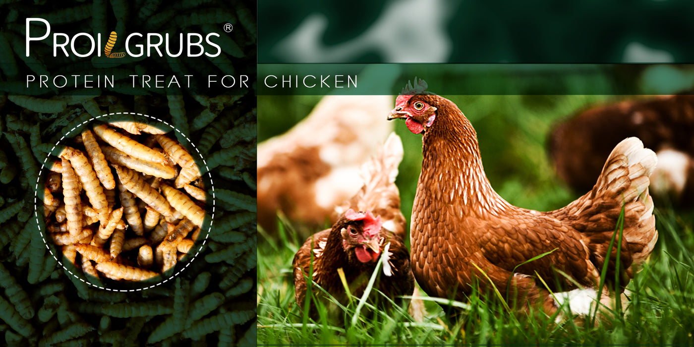Dried Black Soldier Fly Larvae Chicken Treats – Non-GMO High Protein BSFL Grubs for Backyard Chickens, Stronger Egg Shells & Feather Growth, Layers Broilers Chicks, 5 / 10 / 20 / 30 / 33 lb