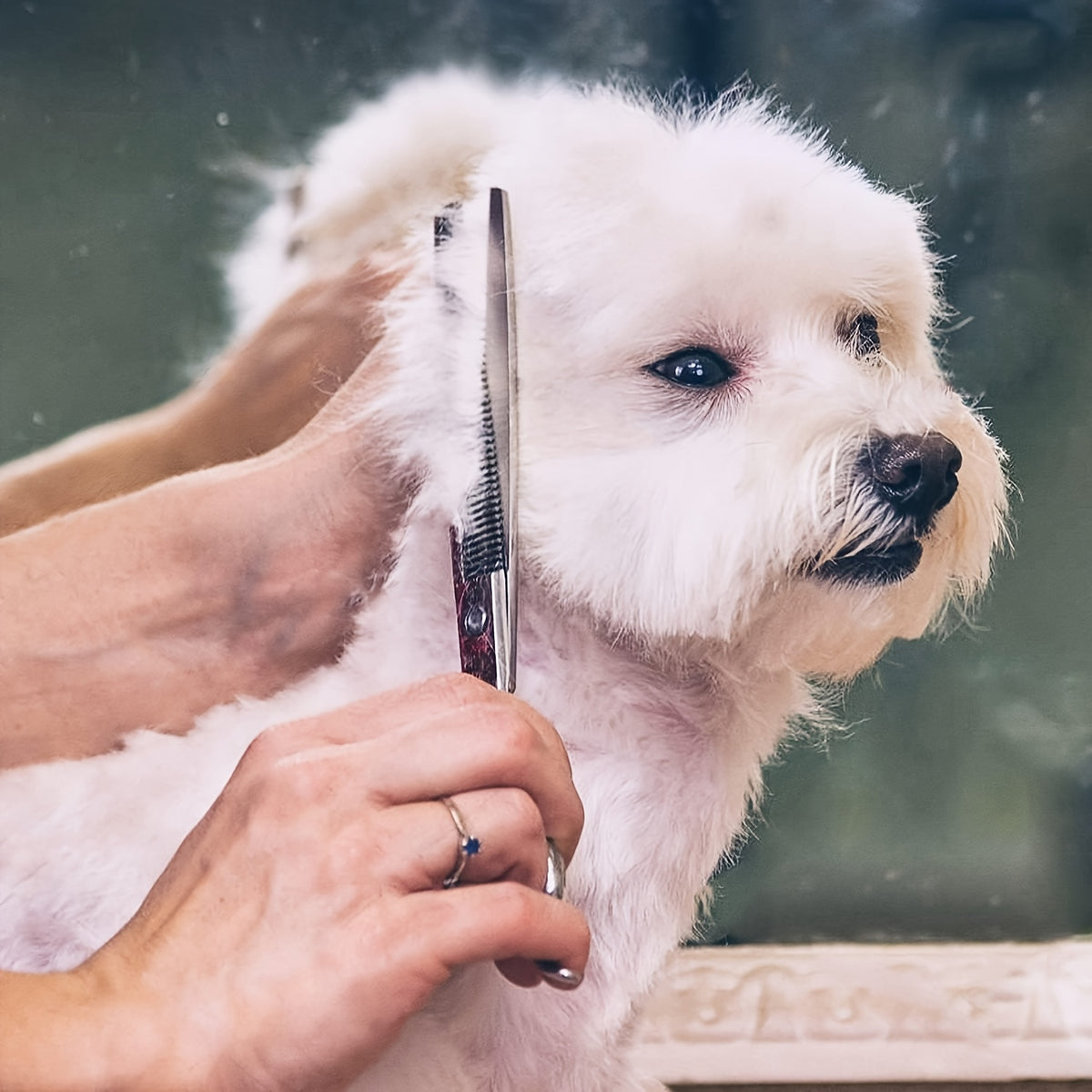 6-in-1 Dog Grooming Scissors Set Titanium Coated – Professional 4CR Stainless Steel with Safety Round Tips for Dogs, Cats & Small Animals | Universal Hand, 6pcs