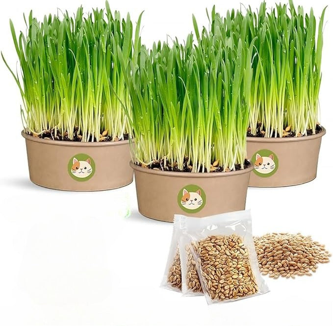 Cat Grass Growing Kit – Easy Sprouting System for Indoor Cats, Natural Cat Grass Toy & Digestive Aid, Wheatgrass Seed Planter for Cats, Healthy Pet Enrichment
