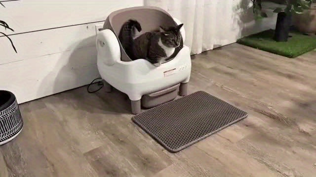 Self-Cleaning Cat Litter Box App Control Open Top Smart Auto Litter Box with Infrared Sensors Dual Deodorization Ultra-Quiet Kitten Safe 10L Waste Bin